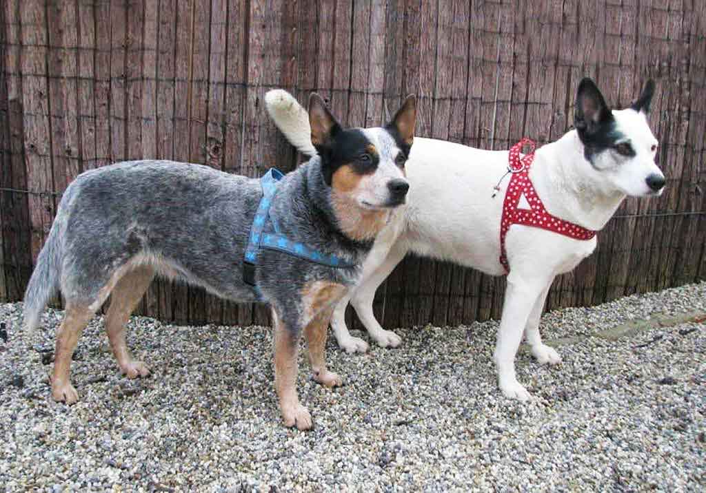 diy-anleitung-hundegeschirr