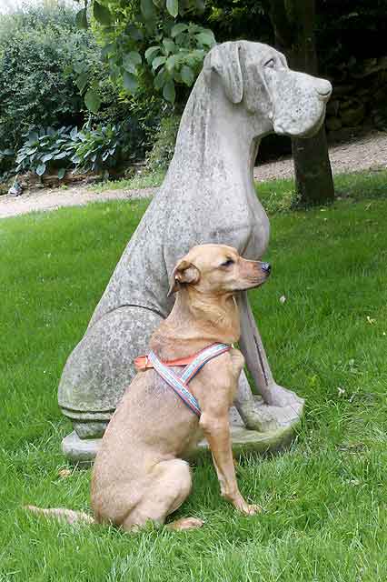 hundegeschirr-naehen