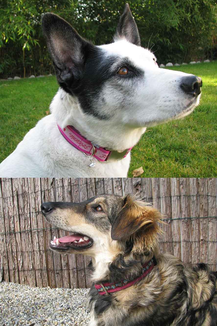 hundehalsband-webband-farbenmix