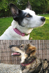 hundehalsband-webband-farbenmix