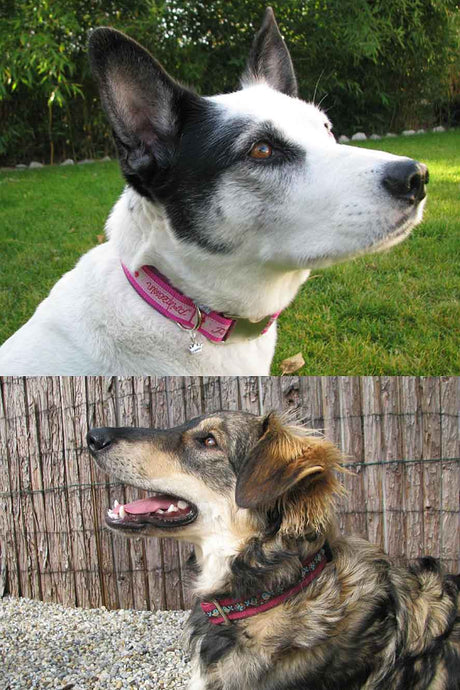 hundehalsband-webband-farbenmix