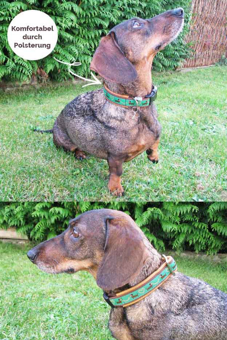 hundhalsband-diy-anleitung