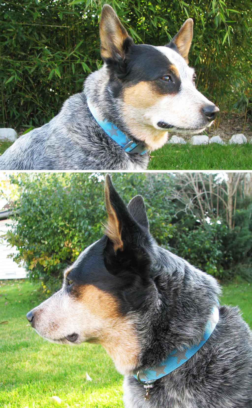 hundhalsband-selbermachen