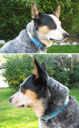 hundhalsband-selbermachen