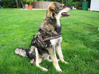 naehanleitung-hundegeschirr